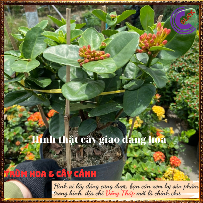Hoa mẫu đơn phụng hoàng cam màu lai mới đẹp rực rỡ siêu hoa quanh năm💐Hoa Mười Giờ Bonsai & Phụ Kiện