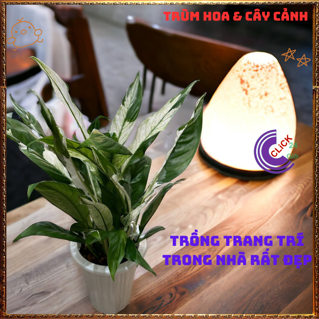 Chậu HOA LAN Ý CẨM THẠCH hoa trắng lá trắng cực kỳ sang trọng ️📬 Hoa Mười Giờ Bonsai & Phụ Kiện