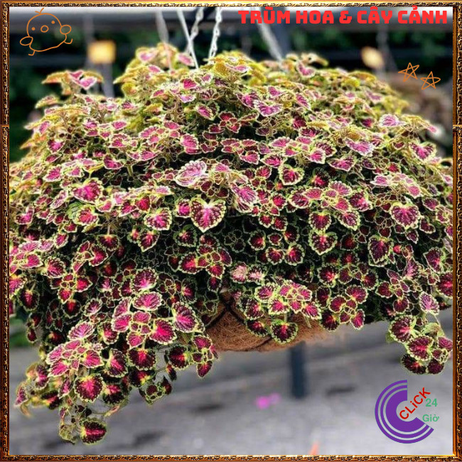 Chậu cây Lá Gấm ĐỒNG XU LONG PHỤNG màu sắc rực rỡ xinh xắn dễ trồng ️🎊 Hoa Mười Giờ Bonsai & Phụ Kiện