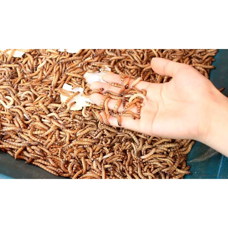 1kg Sâu Mealworm Sây Khô Sâu Rồng Cho Chuột Sâu Khô Cho Gà Con Sâu Lớn ...