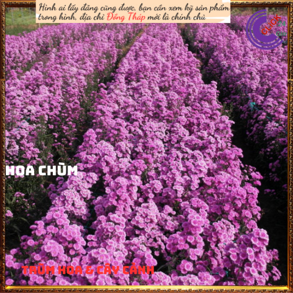 Chậu hoa cúc thạch thảo kép tím to 💍 Hoa Mười Giờ Bonsai & Phụ Kiện