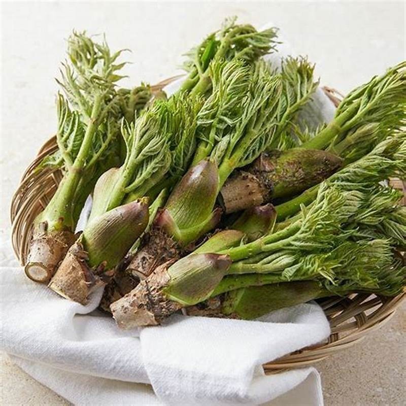 Hạt Giống Rau Mầm Gai - Vua Của Các Loại Rau -KT shop