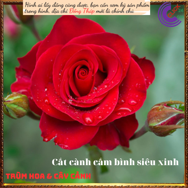 Chậu hoa hồng siêu nụ đỏ Terrazza ️💄TRÙM HOA VÀ CÂY CẢNH