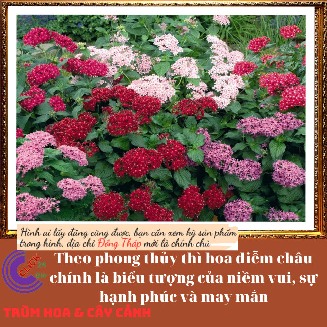 Chậu hoa diễm châu đỏ may mắn 💍Hoa Mười Giờ Bonsai & Phụ Kiện