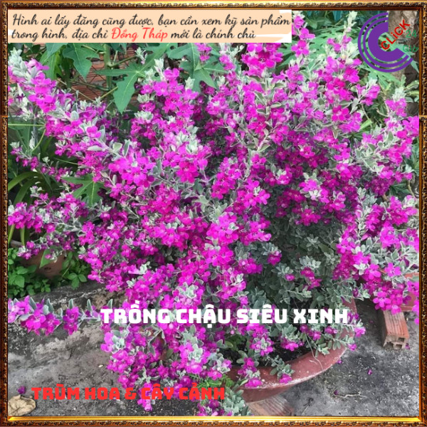 3 Cây tuyết sơn phi hồ hồng lá bạc 💍Hoa Mười Giờ Bonsai & Phụ Kiện