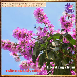Cây Hoa Bằng lăng kép thái siêu bông tím hoa to rất đẹp nở quanh năm 🕰 Yêu Nhà Yêu Hoa