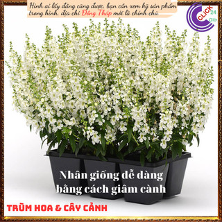 Chậu hoa hương dạ thảo trắng lưu ly ✳️MiMa market
