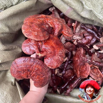 Nấm linh chi rừng đỏ khô Tây Bắc thu hái, phơi khô tự nhiên. Thảo dược quý nấm linh chi đỏ, lim xanh, linh chi sừng hươu