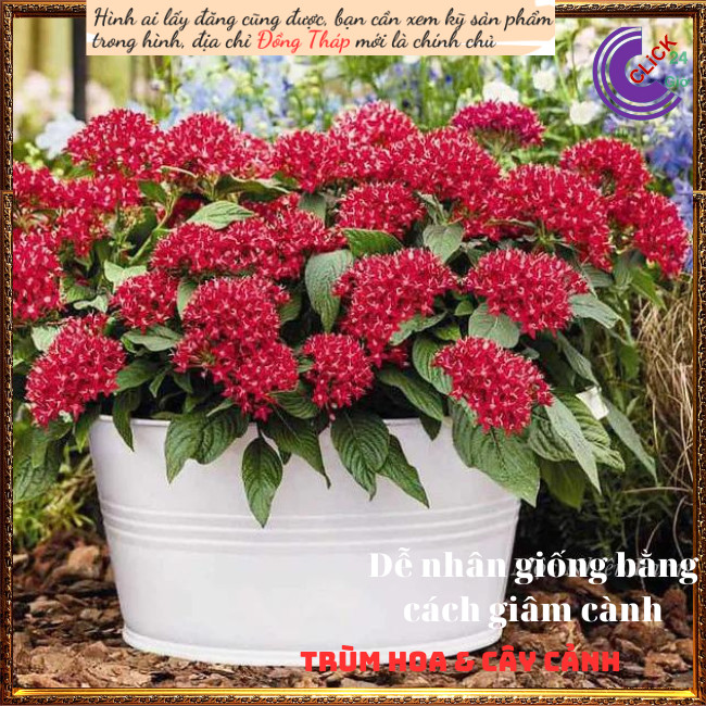Chậu hoa diễm châu đỏ may mắn 💍Hoa Mười Giờ Bonsai & Phụ Kiện