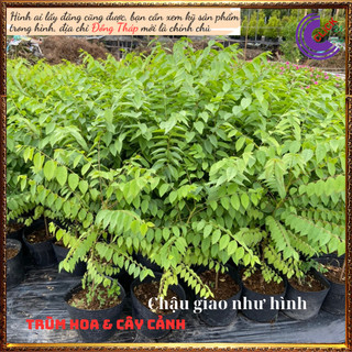 Cây chùm ruột chua món ăn vặt hấp dẫn💍Hoa Mười Giờ Bonsai & Phụ Kiện