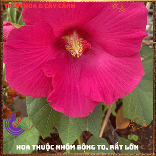 Chậu HOA RÂM BỤT MỸ Hồng Cánh Đơn giống mới SIÊU TO đẹp nở quanh năm 💍Làng Hoa Sa Đéc