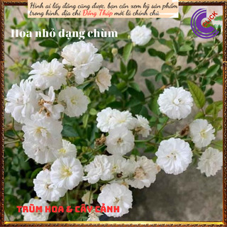 Chậu hoa hồng trắng Bạch trà làm trà💍 Hoa Mười Giờ Bonsai & Phụ Kiện