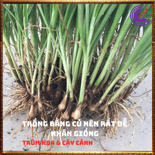 Chậu giống rau hẹ ta lá nhỏ rất thơm ✳️MiMa market