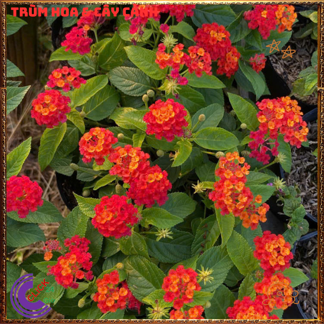 Chậu hoa ngũ sắc ĐỎ RUBY rực rỡ siêu đẹp thơm ngát quanh năm⏳Hoa Mười Giờ Bonsai & Phụ Kiện