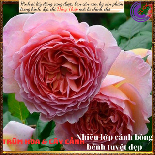 Chậu hoa hồng leo mơ Abraham Darby ⏳SHOP PP ONLINE CLICK 24 GIỜ