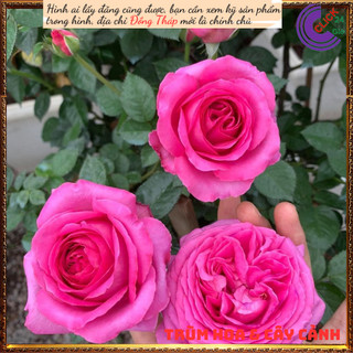 Chậu hoa hồng BERNADETTE LAFONT 💍Hoa Mười Giờ Bonsai & Phụ Kiện