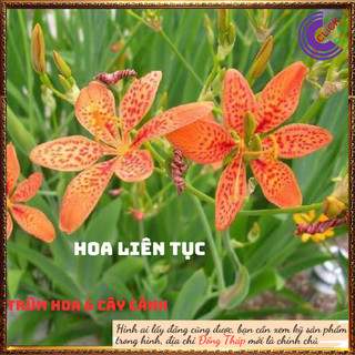 Cây hoa diên vỹ hoa lan rẻ quạt dược liệu quý trị ho hoa quanh năm️💄 Siêu Thị Hoa