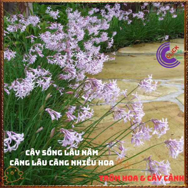 Chậu HUỆ TỎI hoa đẹp có hương thơm xua đuổi côn trùng ăn rất ngon️🎊 Hoa Mười Giờ Bonsai & Phụ Kiện