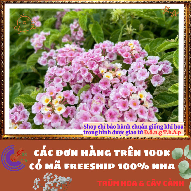 Chậu hoa ngũ sắc HỒNG PHA LÊ LÁ CẨM THẠCH mới lạ siêu đẹp và thơm ⏳Hoa Mười Giờ Bonsai & Phụ Kiện