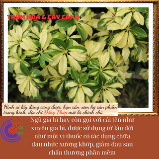 Cây ngũ gia bì cẩm thạch Hút tài lộc và vượng khí đuổi muỗi ⌛ Siêu Thị Hoa Và Cây Giống