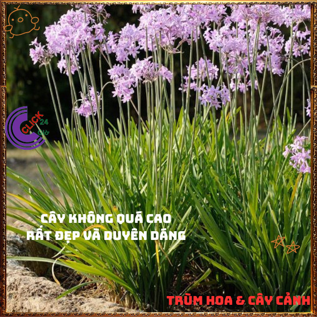 Cây HUỆ TỎI gia vị dùng trong món chay vừa đẹp và có giá trị lớn️️🍔 TRÙM HOA VÀ CÂY CẢNH