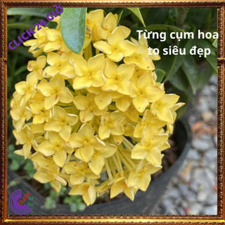 Hoa trang VÀNG giống hoa mẫu đơn màu vàng chanh lá nhỏ hoa to sáng đẹp 🕰 Yêu Nhà Yêu Hoa
