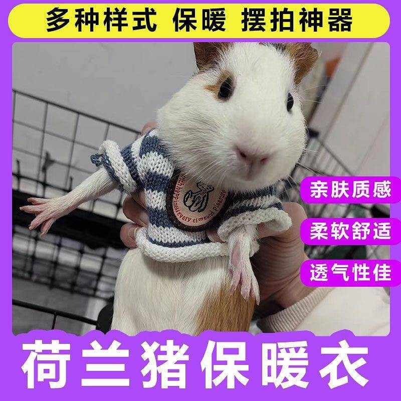 【Ready Stock】 Guinea Pig Clothes Special Minipet Autumn and Winter Thermal Clothes over Small Size Ferret Totoro Pygmy Rabbit Squirrel Hamster Vghm