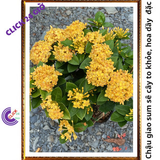 Hoa trang VÀNG giống hoa mẫu đơn vàng đậm lá to hoa to tuyệt đẹp🎥 Yêu Nhà Yêu Hoa