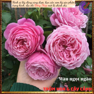 Chậu hoa hồng Soeur Emmanuelle to đẹp🔮Top Loài Hoa Đẹp Nhất Thế Giới