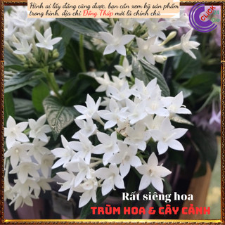Chậu hoa diễm châu trắng vui vẻ ⏰Yêu Nhà Yêu Hoa