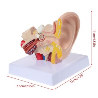 Charmantcc1 1 5 Lần Kích Thước Cuộc Sống Mô Hình Giải Phẫu Tai Người Tổ Chức Vật Dụng Giảng Dạy Chuyên Nghiệp