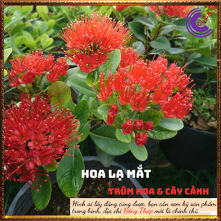 Cây mai thái cam siêu to đẹp rực rỡ ⏳ SHOP PP ONLINE CLICK 24 GIỜ