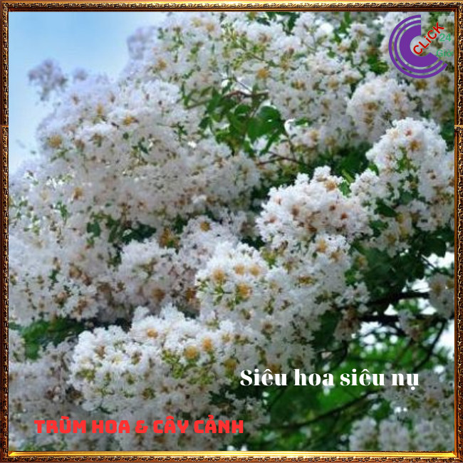 Cây tường vi trắng lá xanh tinh khôi siêu hoa hoa to nở lâu 3 tháng ⏰ Hoa Mười Giờ Bonsai & Phụ Kiện