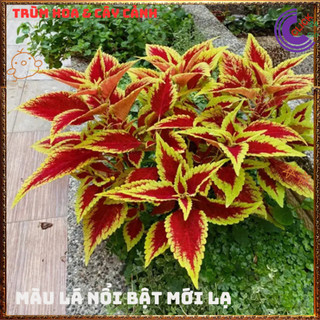 Cây lá gấm ĐỎ RÌA VÀNG tía tô cảnh màu lạ rực rỡ đẹp mắt rất dễ trồng💍Yêu Nhà Yêu Hoa