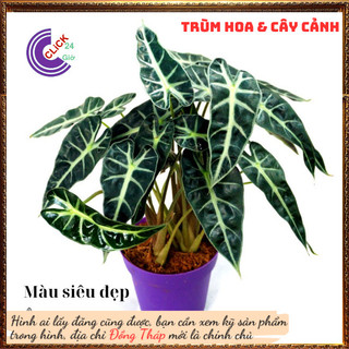Cây trầu bà quan âm lá hình tim siêu cuốn hút mang đến điều tốt lành🕰 Yêu Nhà Yêu Hoa