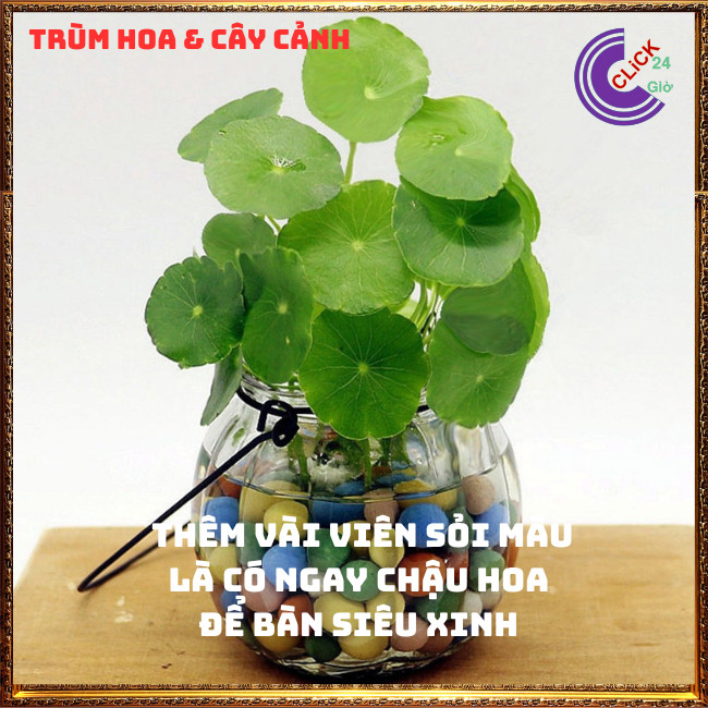 2 chậu cỏ đồng tiền để bàn may mắn xanh mướt xinh xắn rau má nhật⏰ TRÙM HOA VÀ CÂY CẢNH