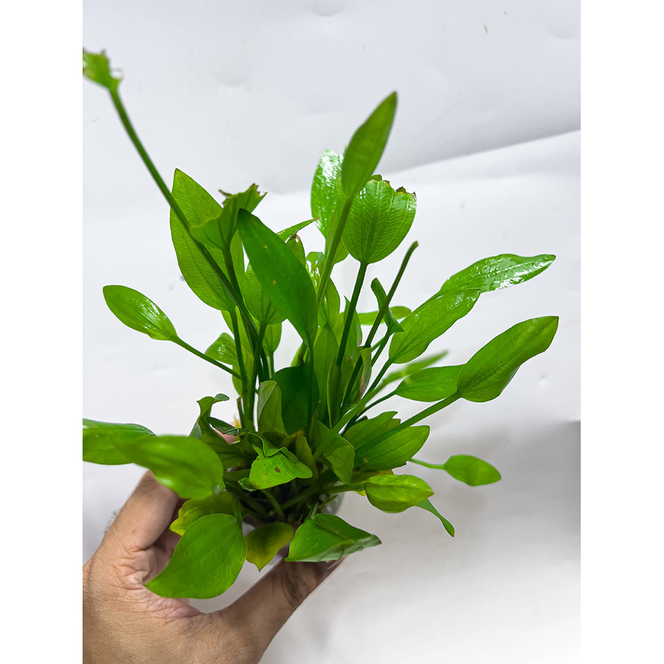 Lan Nước Chậu (Cây Thủy Sinh Dễ Trồng) Cho Bể Cá Cảnh