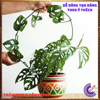 CHẬU CÂY TRẦU BÀ LỖ SIÊU LỌC KHÔNG KHÍ cây trồng trong nhà🕰 Yêu Nhà Yêu Hoa