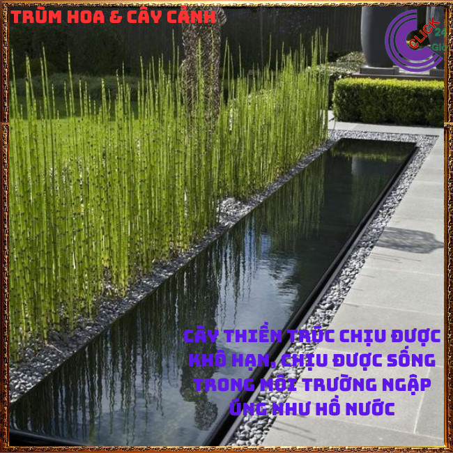 Chậu cây trúc không lá cây mộc tắc thảo có tác dụng xua đuổi tà ma⏰ Hoa Mười Giờ Bonsai & Phụ Kiện