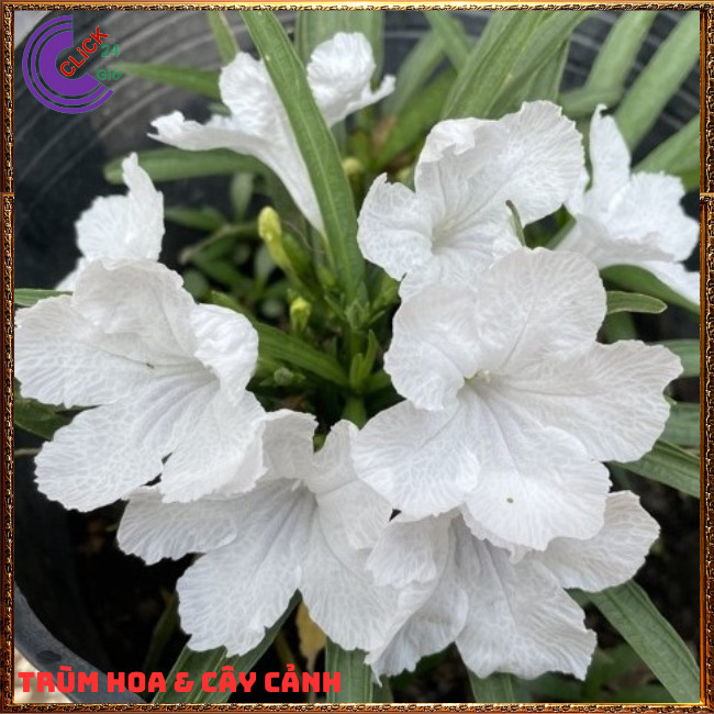 CHẬU HOA CHIỀU TRẮNG NHẤT XINH TRẮNG DẠ YẾN THẢO MEXICO NỞ QUANH NĂM⏰ TRÙM HOA VÀ CÂY CẢNH