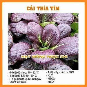 [KM 30%] - Hạt giống cải thìa Tím nhập khẩu, giàu dinh dưỡng, gieo là mọc