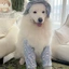 【Ready Stock】 2025 New Dog Elbow Pad Medium Large Dog Samoyed Golden Retriever Alaska Outing Protection Knee Pad qfJU