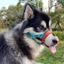 HamshMoc Pet Muzzle Nhẹ Nylon Snout Bảo Vệ Tác Động Đệm Thiết Kế Giải Phẫu Dễ Dàng Bật Tắt Khóa