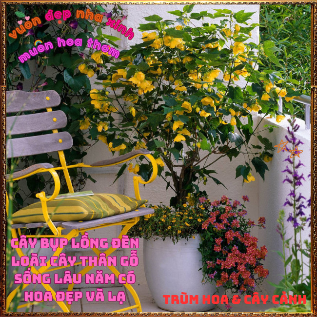 Chậu Cây Hoa Bụp Lồng Đèn VÀNG CHANH xinh xắn lạ mắt hoa quanh năm 💡Hoa Mười Giờ Bonsai & Phụ Kiện