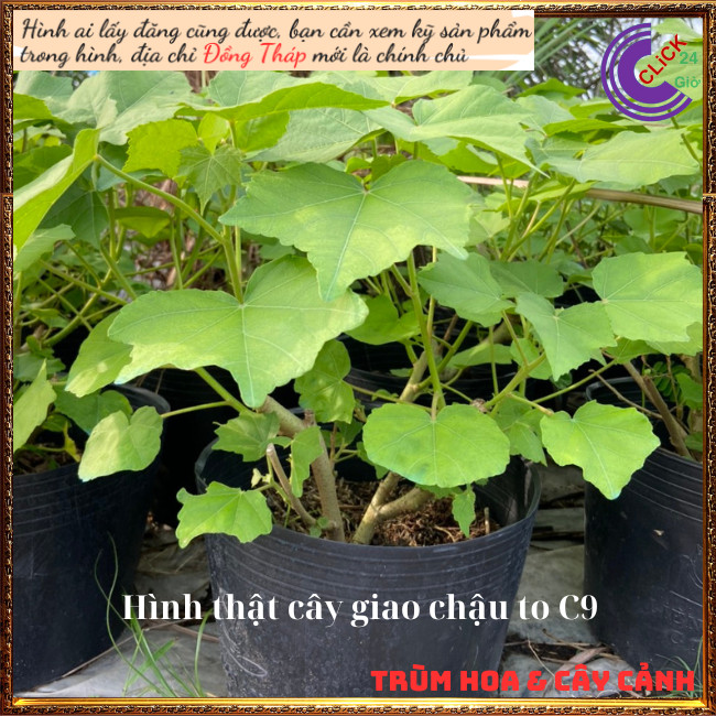 Cây hoa mộc liên phù dung 1 bông đổi 3 sắc hoa trong 1 ngày hoa lạ mắt⏰Hoa Mười Giờ Bonsai & Phụ Kiện