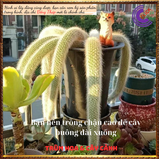 2 cây Xương rồng hồ ly đẹp mê hoặc, vẻ đẹp cổ tích cầu tình duyên ️️🥁 MiMa market