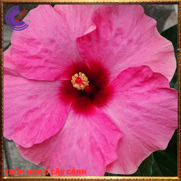 Chậu hoa râm bụt sen cánh đơn bông bụp thái đại hồng hoa cẩm quỳ khủng⏰TRÙM HOA VÀ CÂY CẢNH