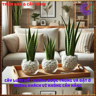 CHẬU CÂY LƯỠI HỔ CAO HƠN 50 CM CÓ NHIỀU CÂY LỚN KHỎE HẤP THỤ ĐỘC TỐ 🍇Hoa Mười Giờ Bonsai & Phụ Kiện