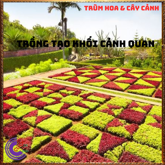 CHẬU CÂY CẨM THẠCH TRƯỜNG SINH THU HÚT TIỀN TÀI ĐEM LẠI MAY MẮN ⏰Hoa Mười Giờ Bonsai & Phụ Kiện