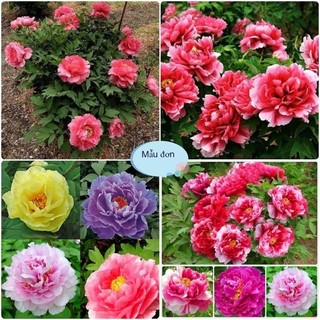 [MẪU ĐƠN KÉP] -  Hạt giống hoa mẫu đơn mix đủ màu siêu đẹp - Hàng nhâp